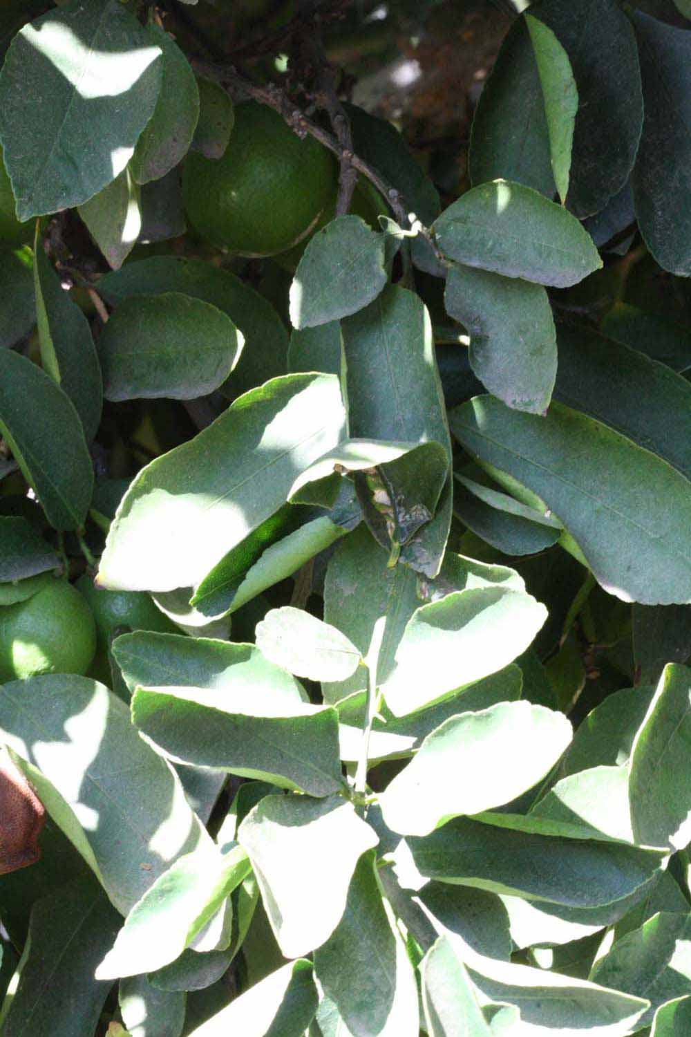              Sun leaves (Riverside, CA)       